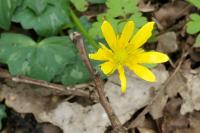 Ficaria verna