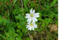 Rabelera holostea