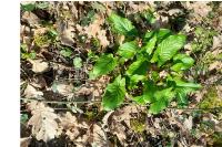 Arum italicum