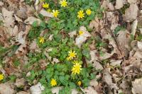 Ficaria verna