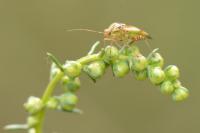 Artemisia campestris