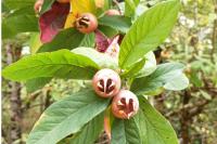 Crataegus germanica