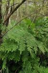 Osmunda regalis