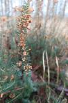 Erica vagans