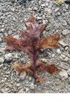 Quercus rubra