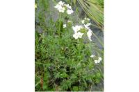 Cardamine pratensis