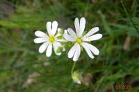 Rabelera holostea