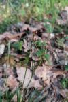 Luzula forsteri