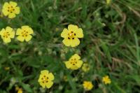 Tuberaria guttata