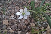 Ornithogalum umbellatum
