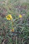 Barbarea vulgaris