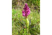 Orchis mascula