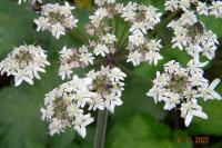 Heracleum sphondylium