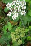 Heracleum sphondylium