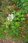 Heracleum sphondylium