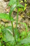 Sonchus oleraceus