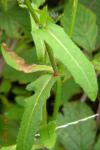 Picris hieracioides