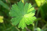 Geranium molle