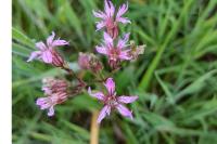 Lychnis flos-cuculi