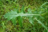 Sonchus asper