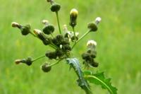 Sonchus asper