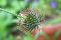 Geum urbanum