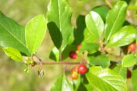 Frangula alnus