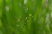 Carex echinata