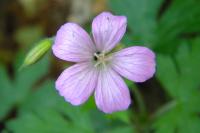 Geranium endressii