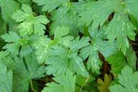 Geranium endressii