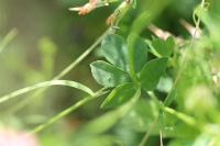 Lotus pedunculatus