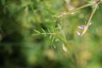Ervum tetraspermum