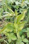Epipactis helleborine