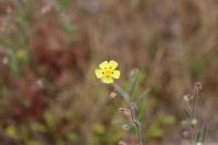 Tuberaria guttata
