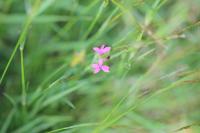 Dianthus armeria