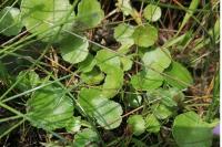 Hydrocotyle vulgaris