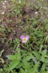Baldellia repens