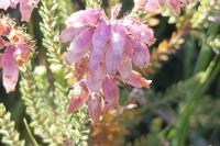 Erica tetralix