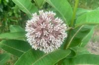 Asclepias syriaca