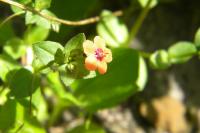 Lysimachia arvensis