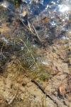 Utricularia neglecta