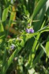 Scutellaria galericulata