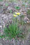 Scorzonera humilis