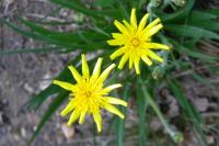 Scorzonera humilis