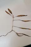 Potamogeton nodosus