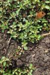 Ludwigia palustris