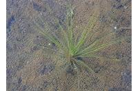 Juncus bulbosus