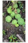 Hydrocotyle vulgaris