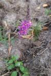 Lythrum salicaria