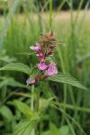 Stachys palustris